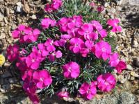/album/fotogalerie-nabidka/dianthus-ametyst2-jpg/